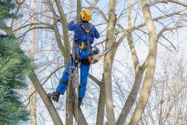 Best Commercial Tree Services  in Alamo, TX