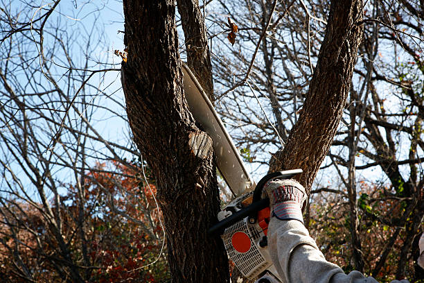 How Our Tree Care Process Works  in  Alamo, TX